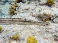 Trumpetfish Close (24